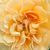 Galben - Trandafir de parc - Buff Beauty